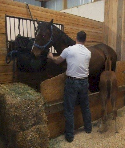 nurse-mare-orphan-foal