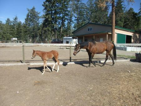 turn out orphan foal