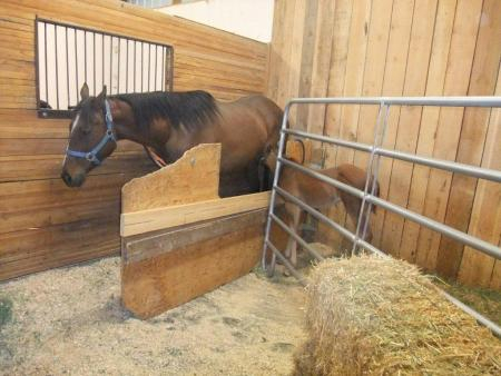 introduce-orphan-nurse-mare